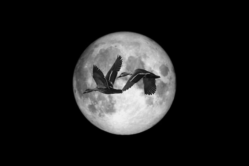 Moonlit Ballads